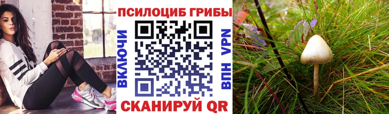 магазин продажи   Называевск  Псилоцибиновые грибы Cubensis 
